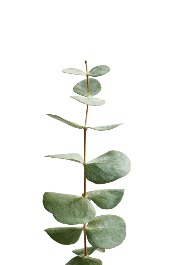 elegant eucalyptus background